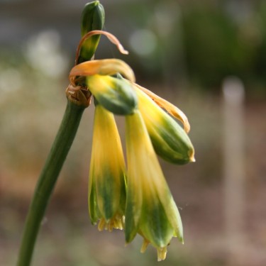 Phaedranassa viridiflora