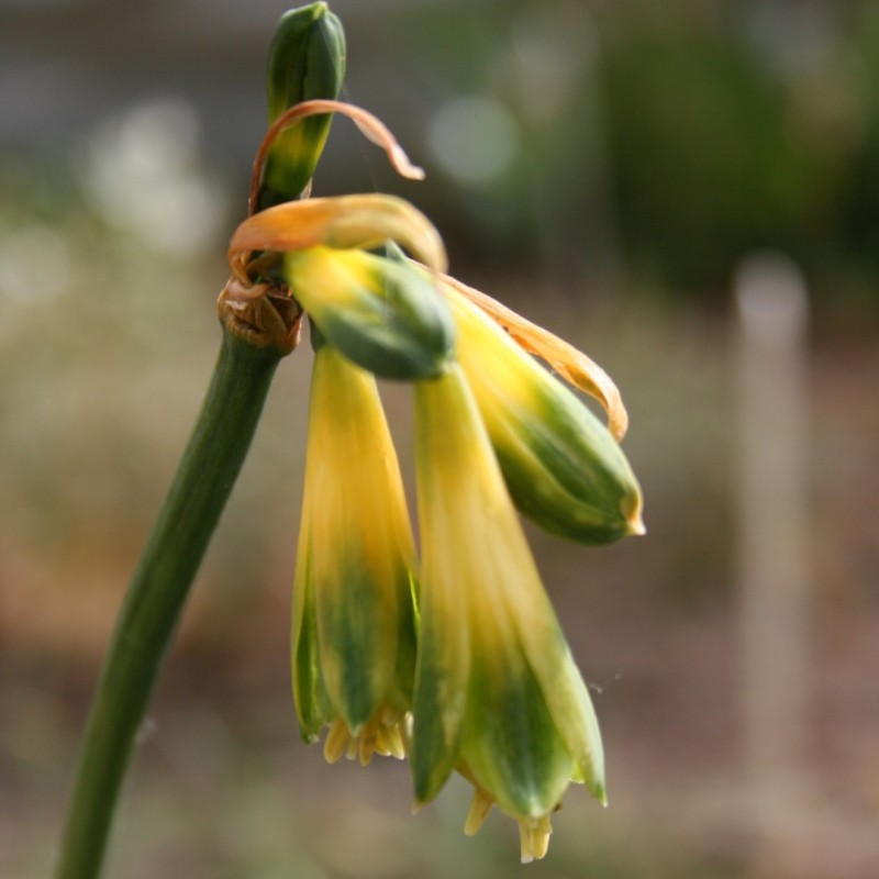 Phaedranassa viridiflora