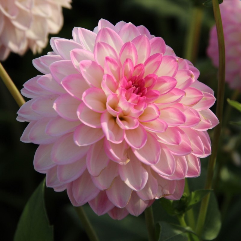 Dahlia 'Arbatax'