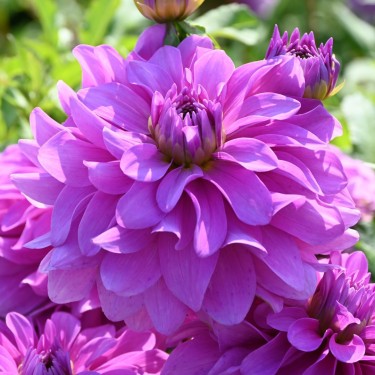 Dahlia 'Bluetiful'