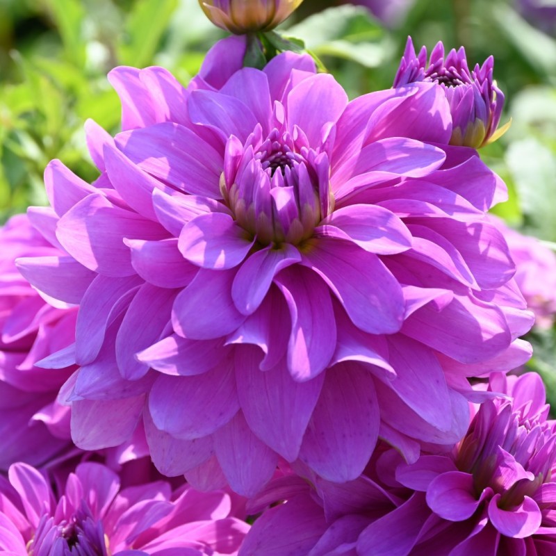 Dahlia 'Bluetiful'