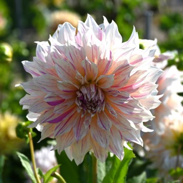 Dahlia 'Café au Lait Twist'