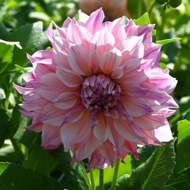 Dahlia 'Café au Lait Royal'