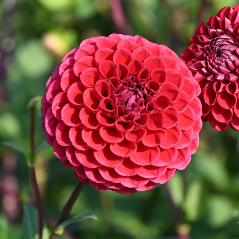 Dahlia 'Cornel'