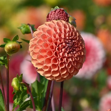 Dahlia 'Cornel Brons'