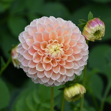 Dahlia 'Sweet Suzanne'