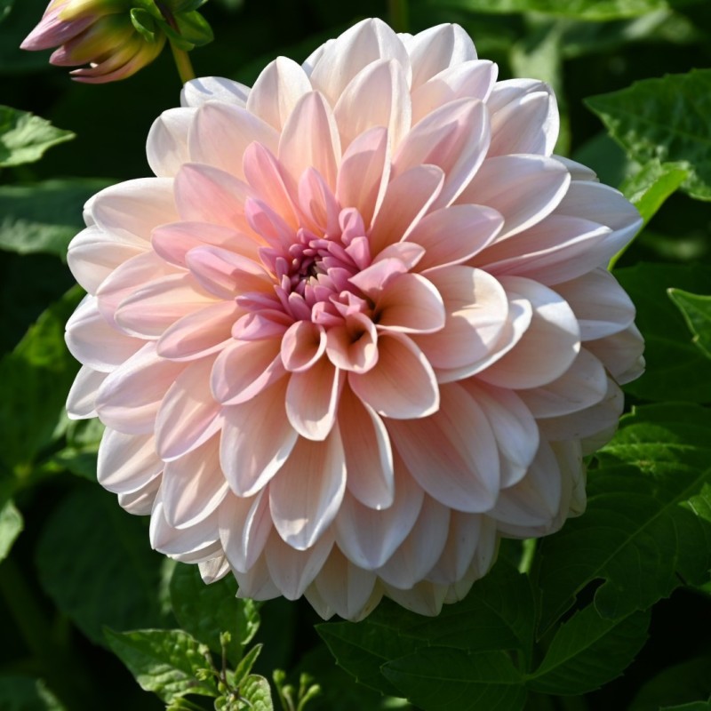 Dahlia 'Sturm Sweet Maria'