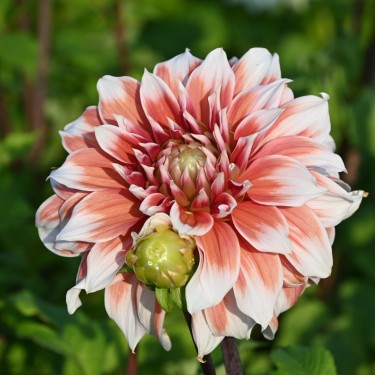 Dahlia 'Frost Nip'