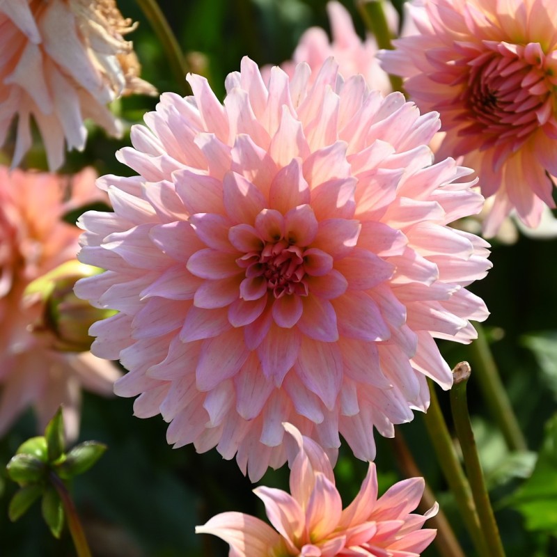 Dahlia 'Gallery Leonardo' ®