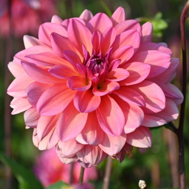 Dahlia 'Great Silence'