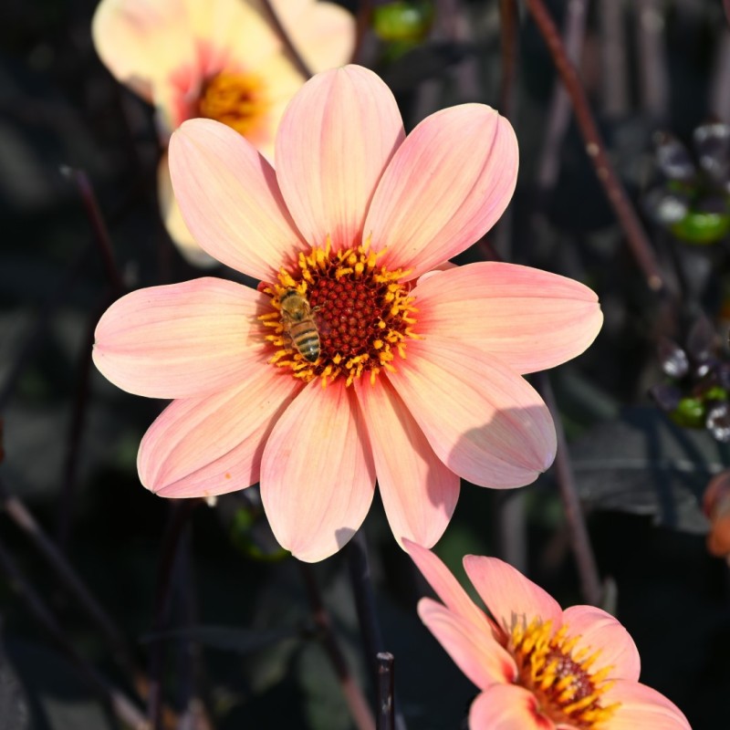 Dahlia 'Happy Single First Love' ®