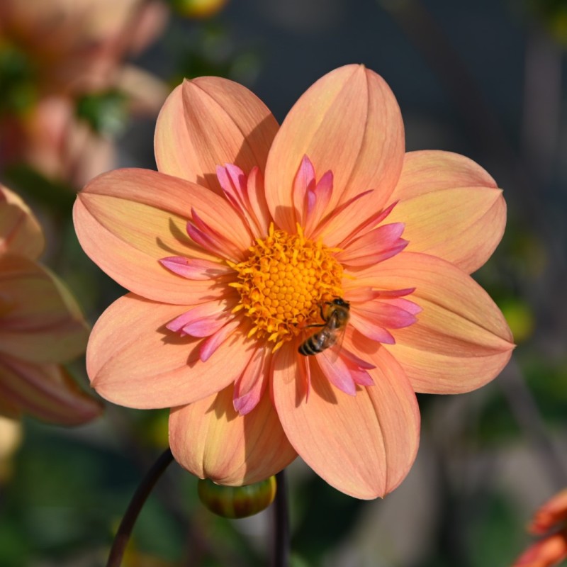 Dahlia 'Kelsey Annie Joy' 
