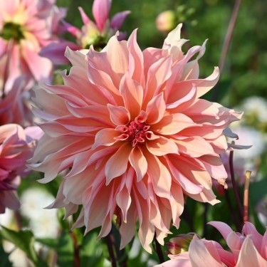 Dahlia Labyrinth | Tuinbloem met mooie kleuren