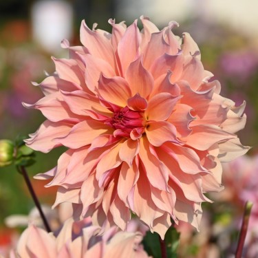 Dahlia Labyrinth | Tuinbloem met mooie kleuren