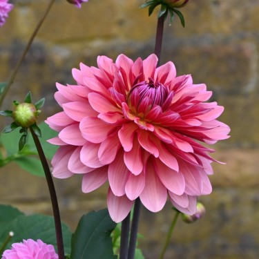 Dahlia 'Missis Dutch'