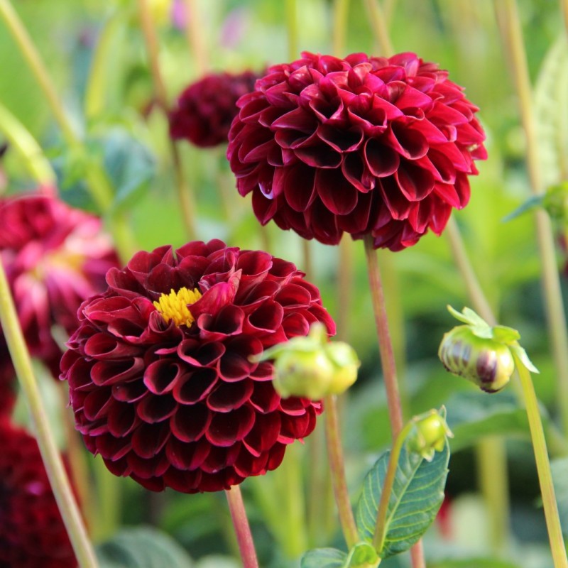 Dahlia 'Natal'