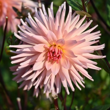 Dahlia 'Préference'