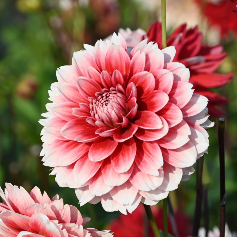 Dahlia 'Red and White Fubuki'