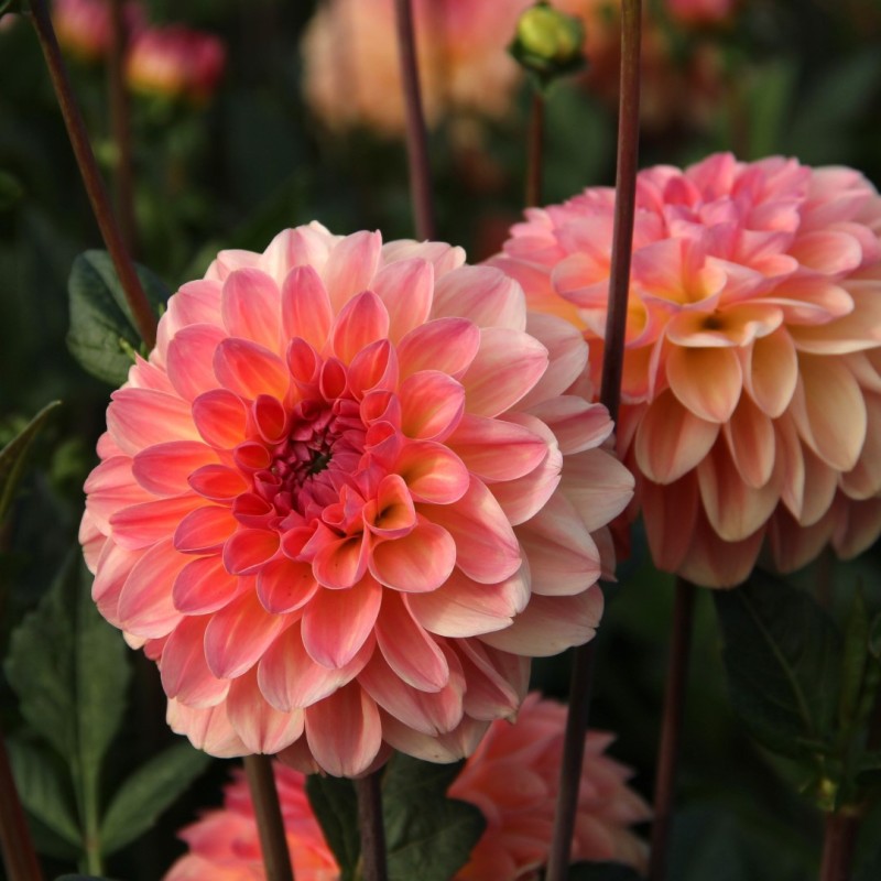Dahlia 'Sebastian'