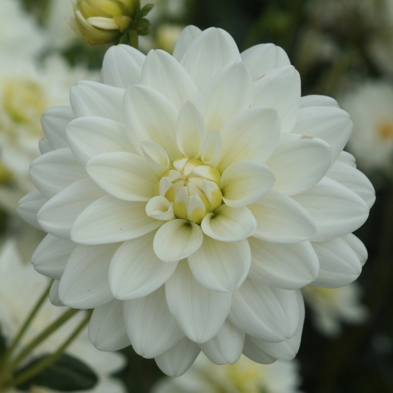 Dahlia 'Siberia'