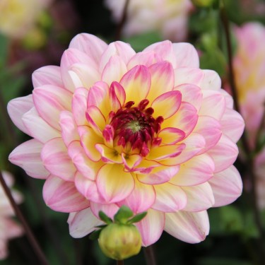 Dahlia 'Zingaro'