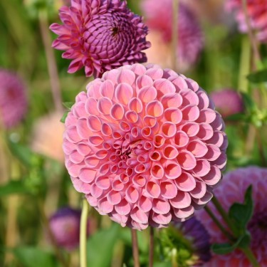 Dahlia 'Jowey Winnie' | Prachtige pompon Dahlia