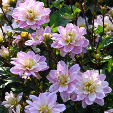 Dahlia 'Pacific Jewel'