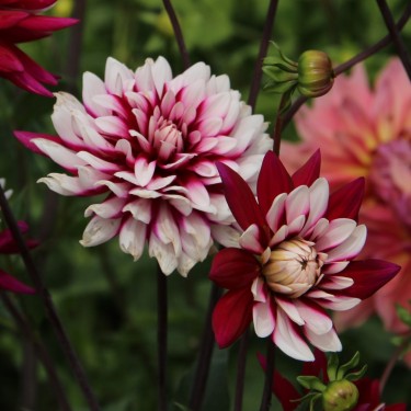 Dahlia 'Rebecca's World´