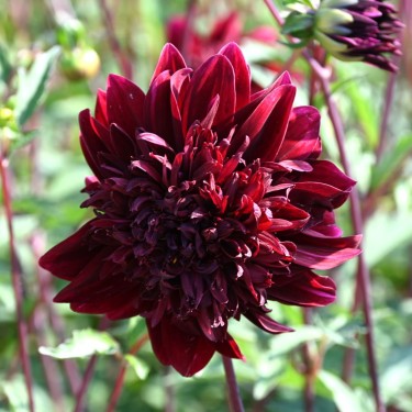 Dahlia 'Soulman'