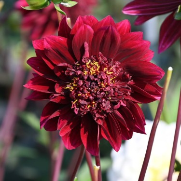 Dahlia 'Soulman'