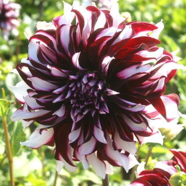 Dahlia 'Tartan'