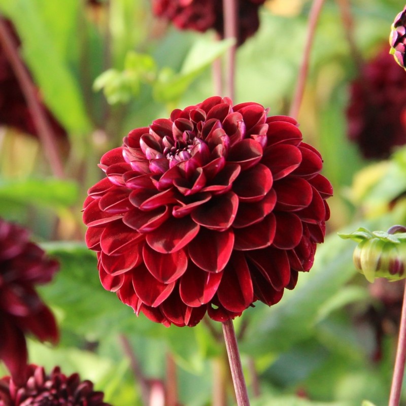 Dahlia 'Dark Spirit'