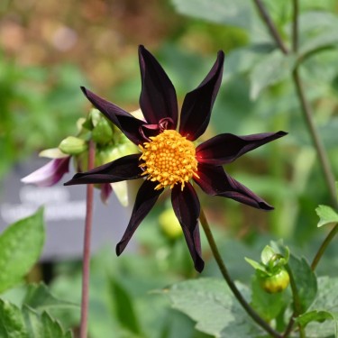 Dahlia 'Verrone's Obsidian'