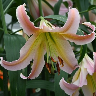 Lilium 'Elusive'