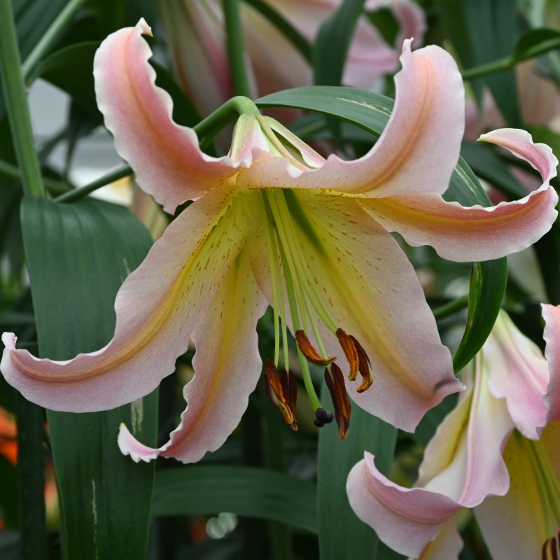 Lilium 'Elusive'