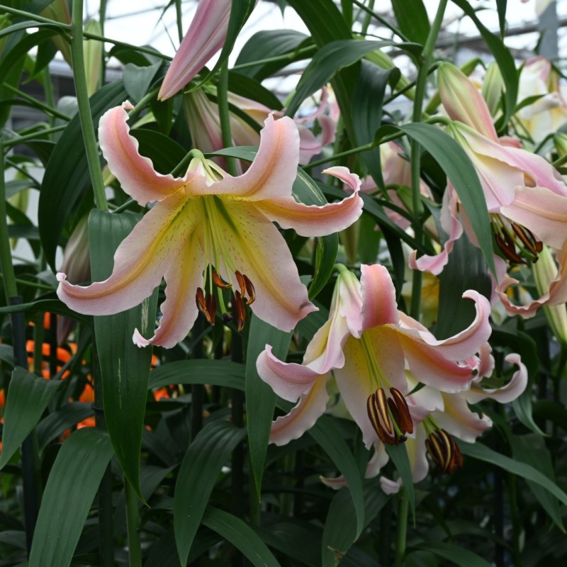 Lilium 'Elusive'