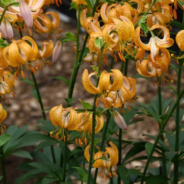 Lilium martagon 'Terrace City'