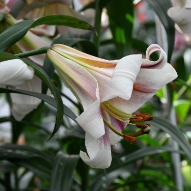 Lilium 'Passion Moon'