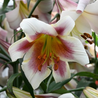 Lilium 'Passion Moon'