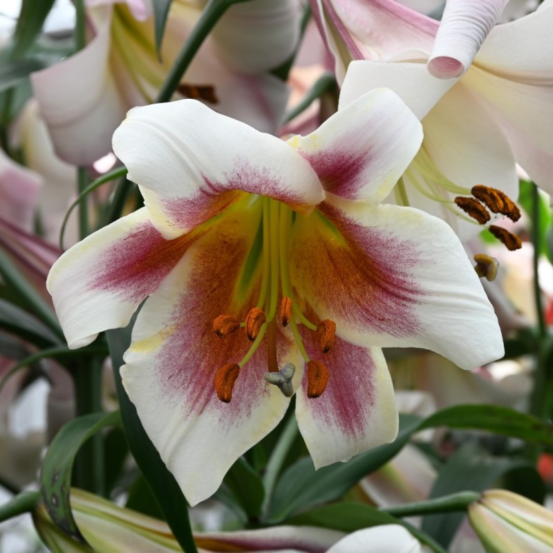 Lilium 'Passion Moon'