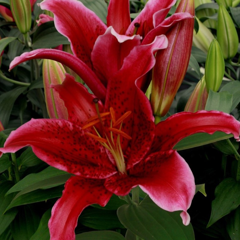 Lilium 'Red Flash'