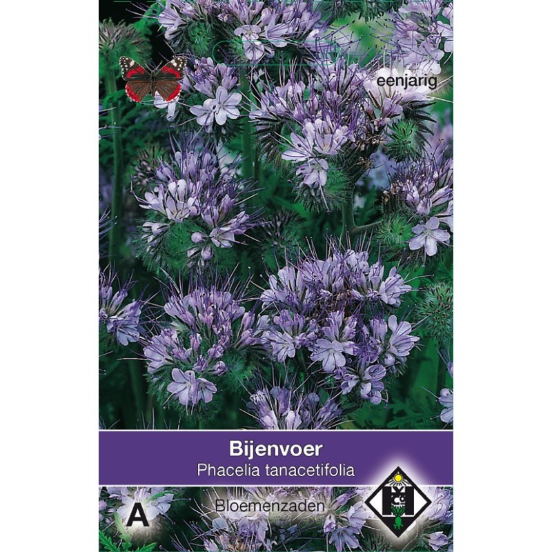 Phacelia tanacetifolia -zaden-
