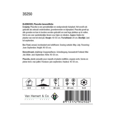 Phacelia tanacetifolia -zaden-