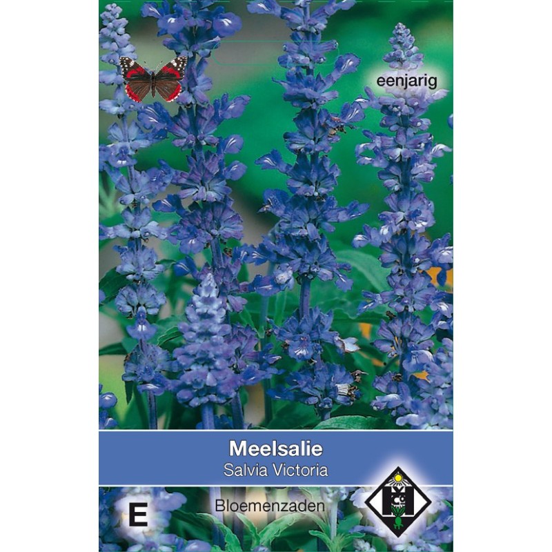 Salvia farinacea 'Victoria' -zaden-