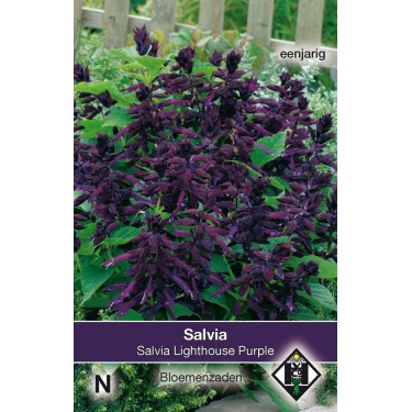 Salvia splendens 'Lighthouse Purple' -zaden-