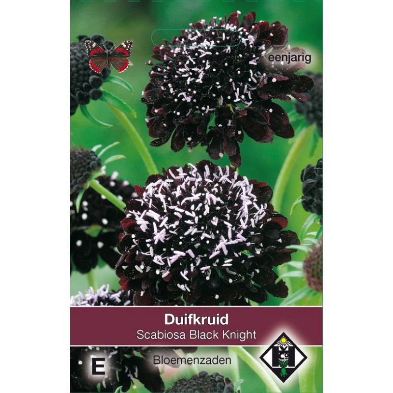 Scabiosa atropurpurea ´Black Knight´ -zaden-