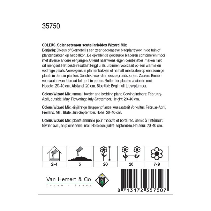 Solenostemon scutellarioides 'Wizard Mix' -zaden-