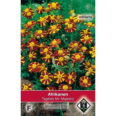 Tagetes patula nana 'Mr. Majestic' -zaden-