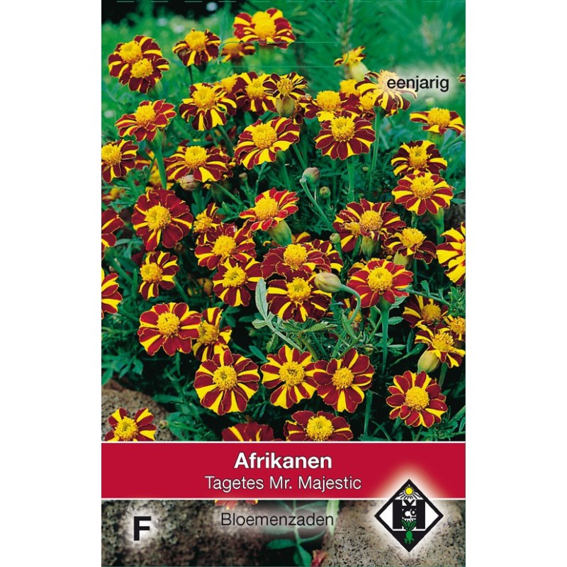 Tagetes patula nana 'Mr. Majestic' -zaden-