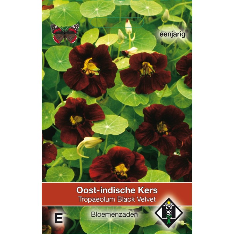 Tropaeolum majus nanum 'Black Velvet' -zaden-